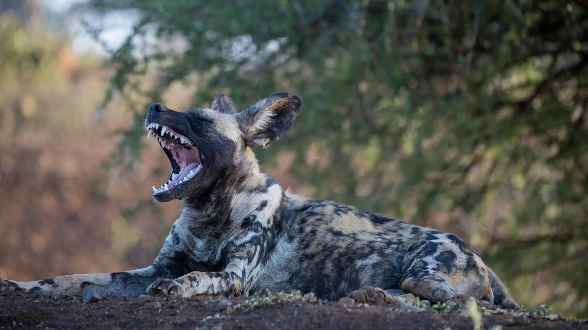 African Wild Dog yawning