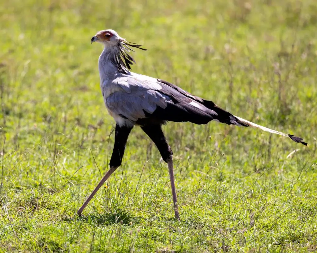 Secretary Bird during a Africa Luxury Safari drive