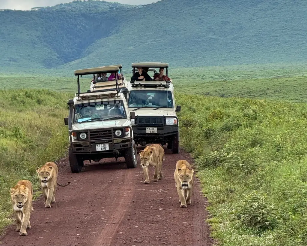 Pride of African Lions on a Hunt during a African Lux Safaris drive using the safari vehicle as camouflage