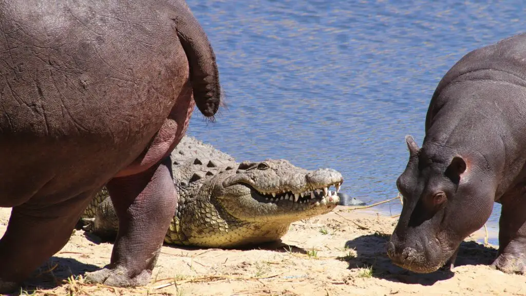 Hippos and Crocodiles basking in the African sun during Safari in Tanzania Africa