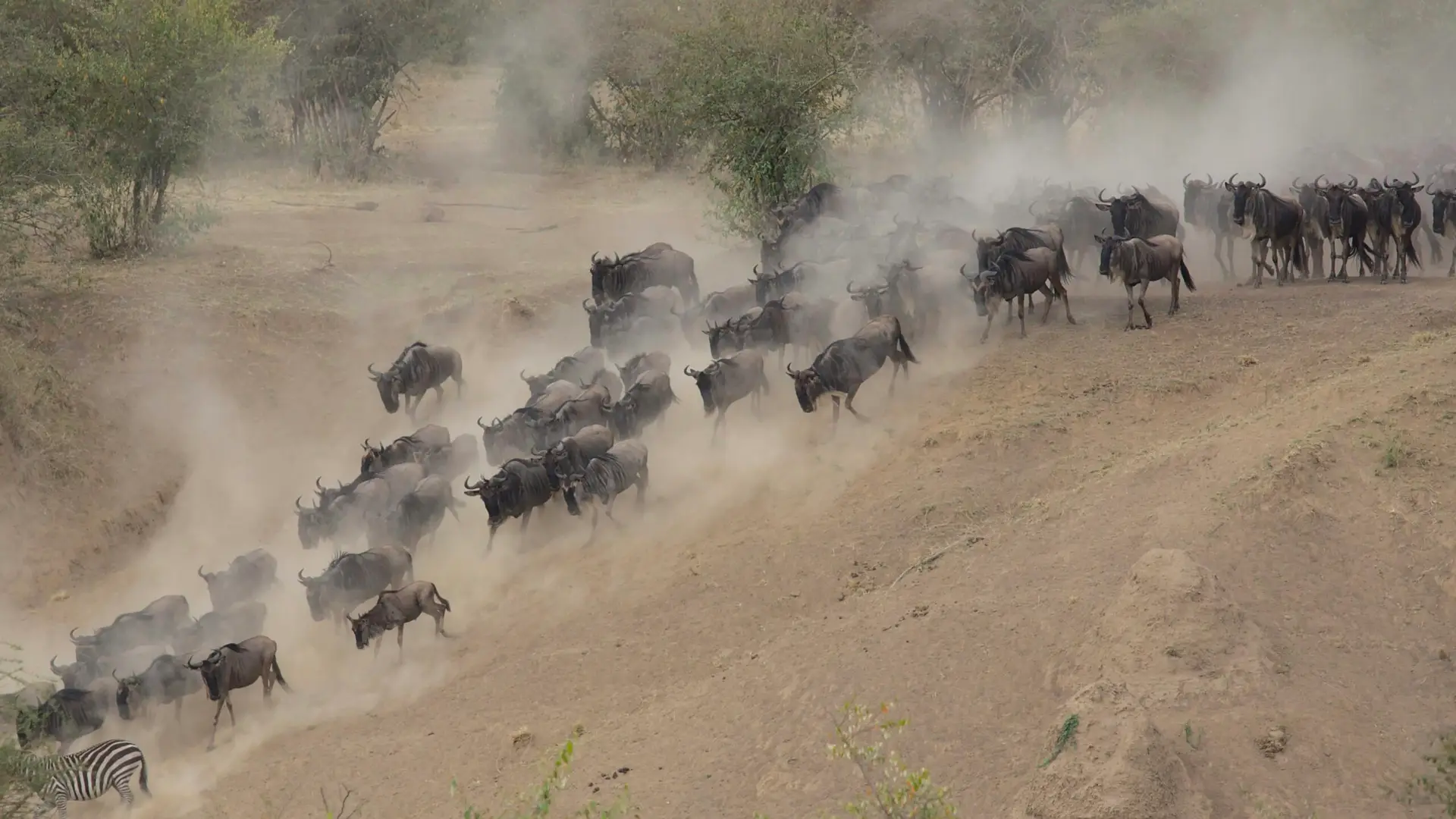 Tanzania Wildebeest Migration in the Serengeti seen during a African safari