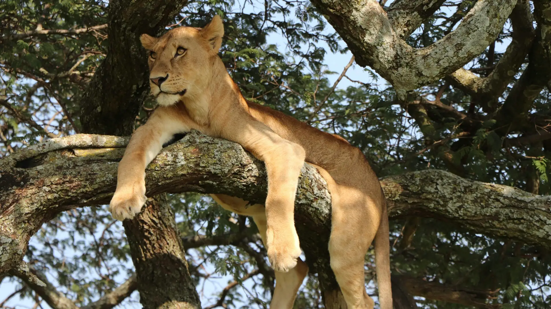 Lake Manyara Tree Lion resting in the tree in Tanzania Africa