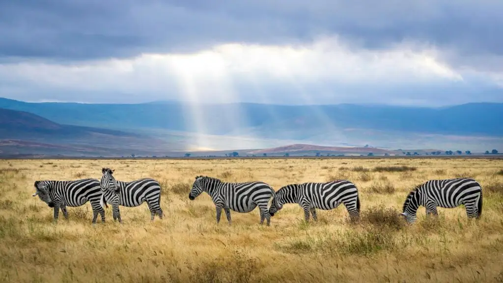 Sunrise with sun piercing the the clouds Ngorongoro Crater Zebras on Safari in Tanzania Africa