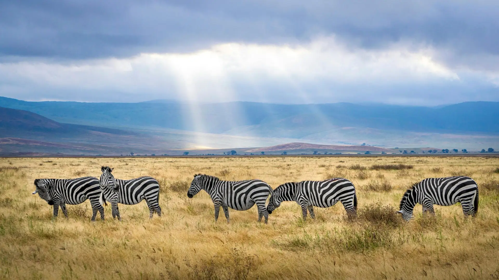 Sunrise with sun piercing the the clouds Ngorongoro Crater Zebras on Safari in Tanzania Africa