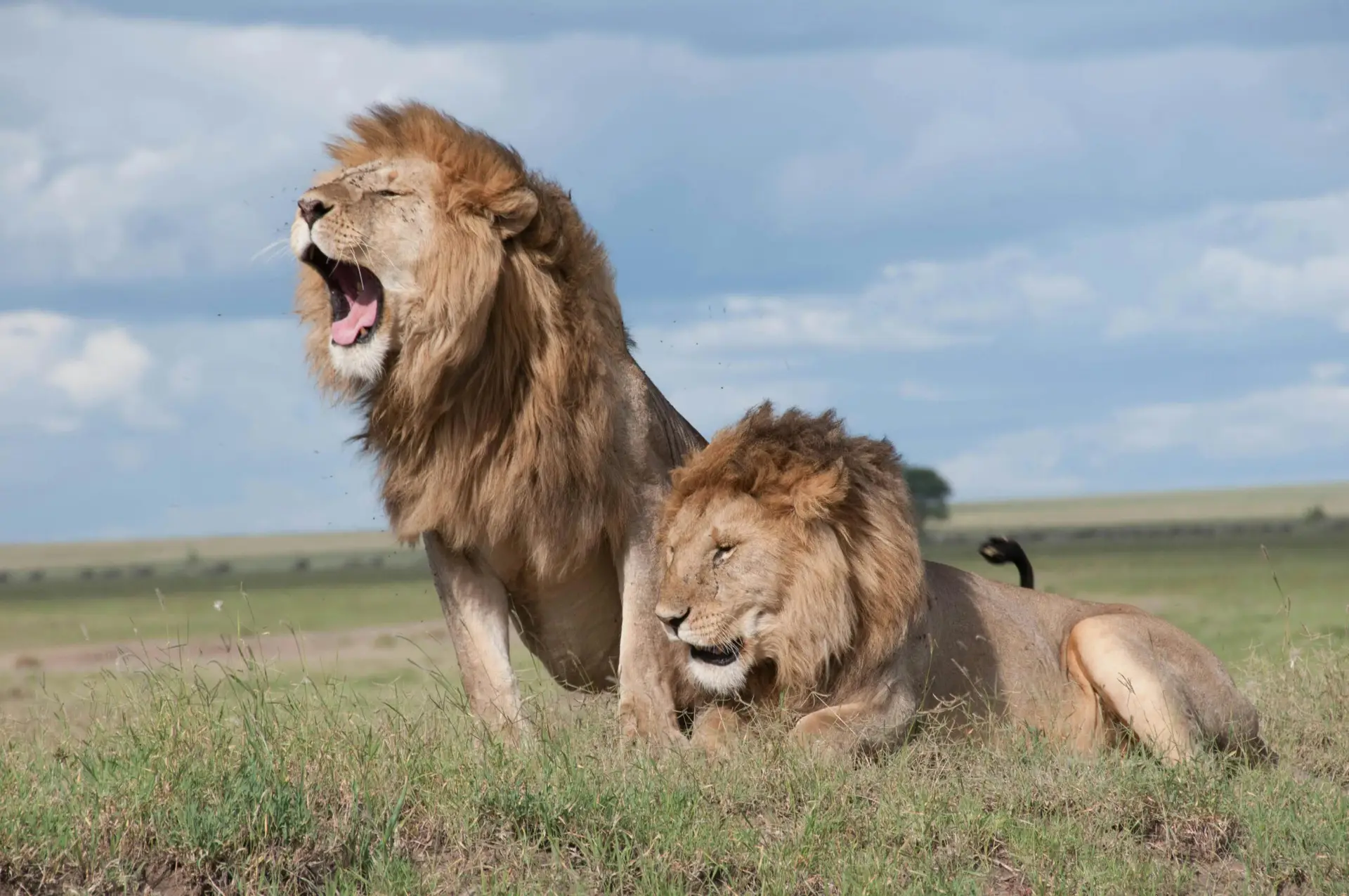 Roaring African Lions (Simba) in Serengeti National park