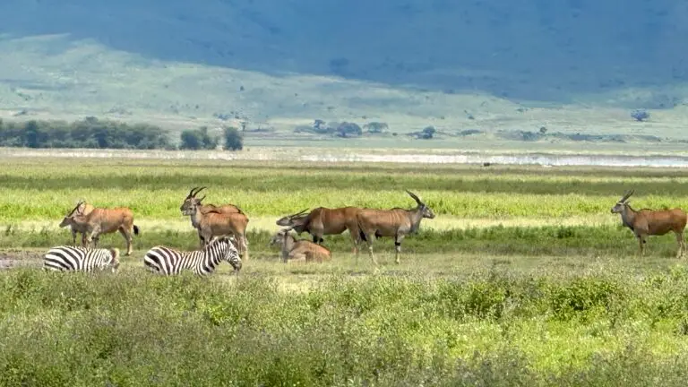 African Eland and Zebras of a African Lux Safaris game drive in the crater