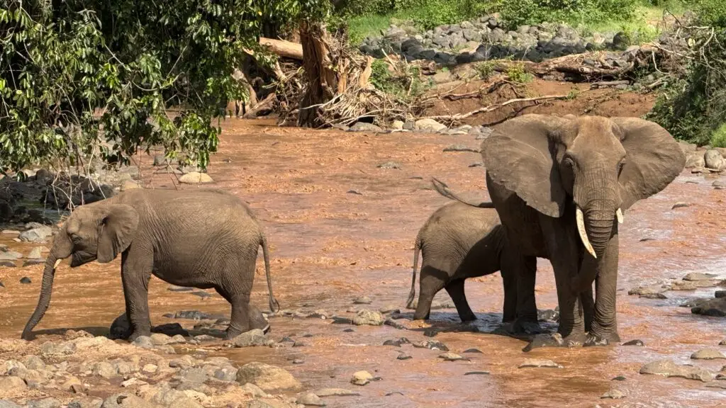 Tanzania African Elephants in the river during an African Lux Safaris game drive