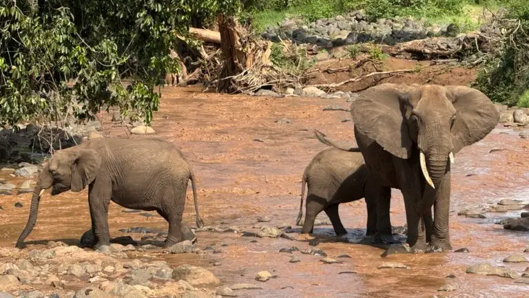 Tanzania African Elephants in the river during an African Lux Safaris game drive