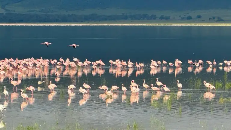 Majestic Flamingos in Tanzania Ngorongoro Crater during a morning African Lux Safaris drive