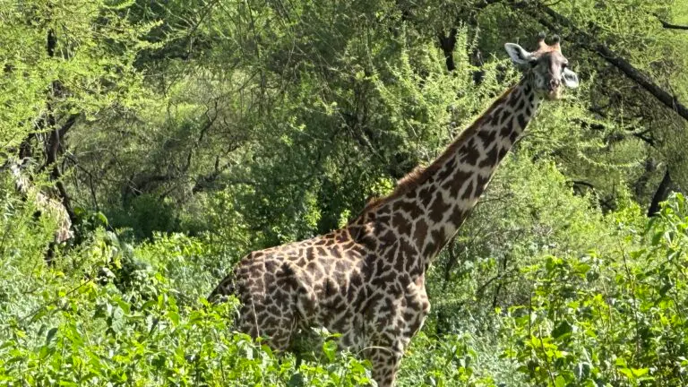 Giraffe roaming through trees in the savannah