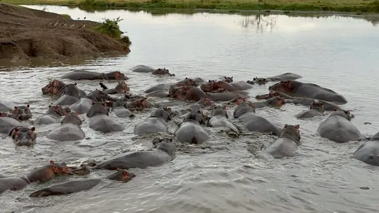 Hippos relaxing in the river on African Luxury safari drive at Serengeti at dawn