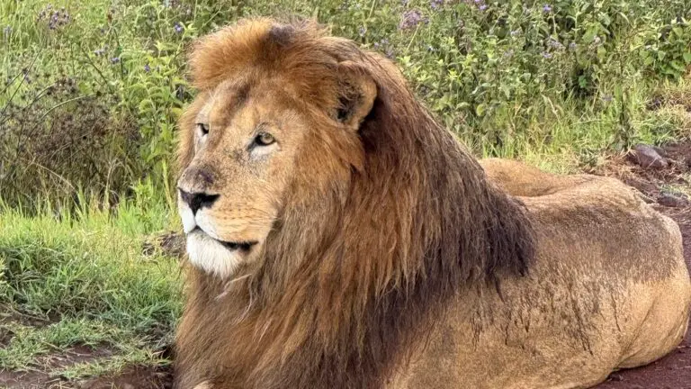 Lion gazing on African Lux Safaris drive in Ngorongoro Crater Tanzania