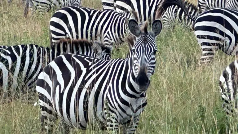 Tanzania Zebras grazing during an African Lux Safaris drive