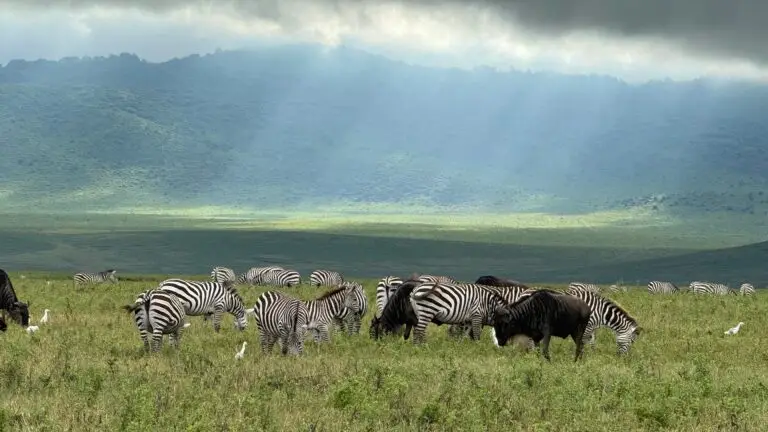 Tanzania Ngorongoro crater zebras and water buffalo in the morning grazing during an african lux safaris drive